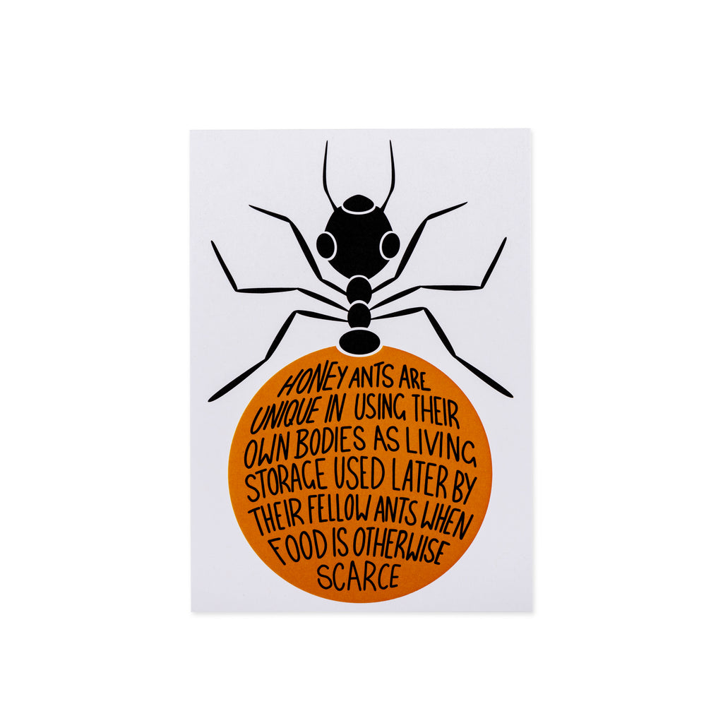 post card with image of black and orange honey pot ant 
